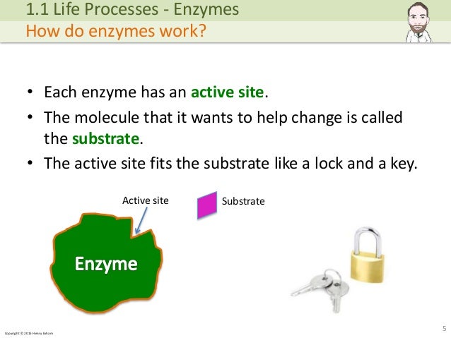 examples of enzymes factors affecting enzyme activity